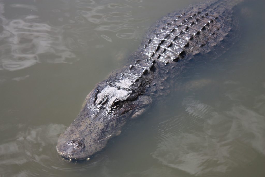 Ein riesiger Alligator in Gatorland, Orlando, Florida