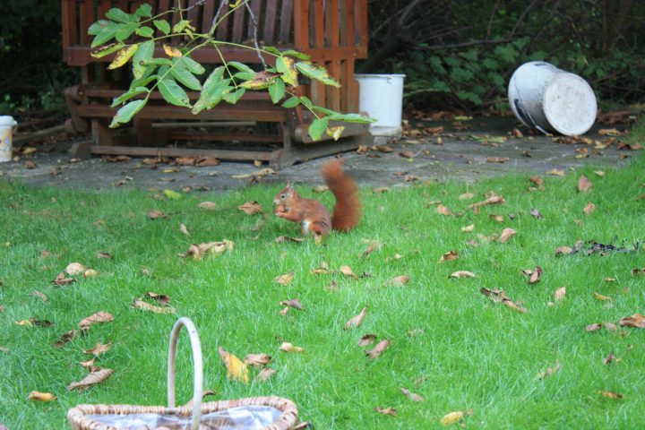 Ein Eichhörnchen sucht Nüsse im Garten