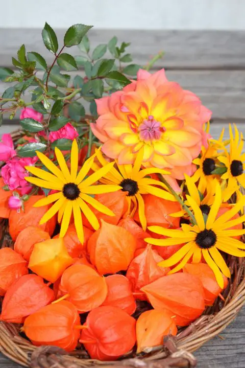 Blumen in den leuchtenden Farben des Herbstes - gelb, pink, orange, Dahlien, Sonnenhut, Rosen und Lampionblumen