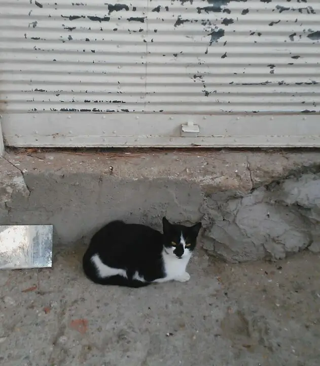 Katze in Ephesos, Ephesus, Türkei
