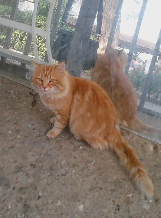 Was für eine Schönheit! Katze in Ephesos, Ephesus, Türkei