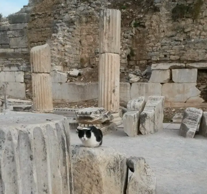 Katze in Ephesos, Ephesus, Türkei