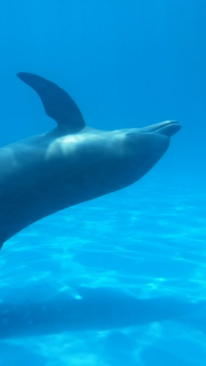 Mit Delfinen schwimmen, Miami, Florida