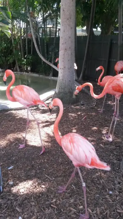 Flamingos im Miami Seaquarium, Key Biscayne, Florida