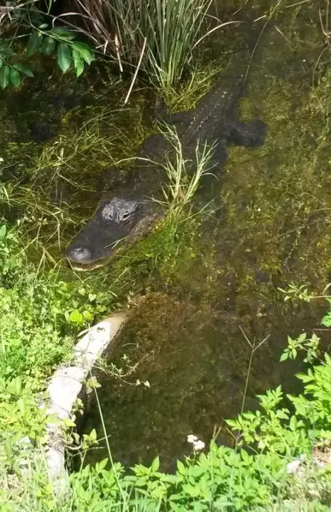 Alligator in den Everglades, Shark Valley, Florida