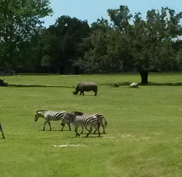 Serengeti Plains in Busch Gardens, Tampa, Florida