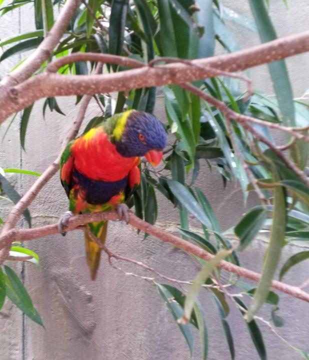 Farbenprächtiger Vogel in der Voliere in Busch Gardens, Tampa, Florida