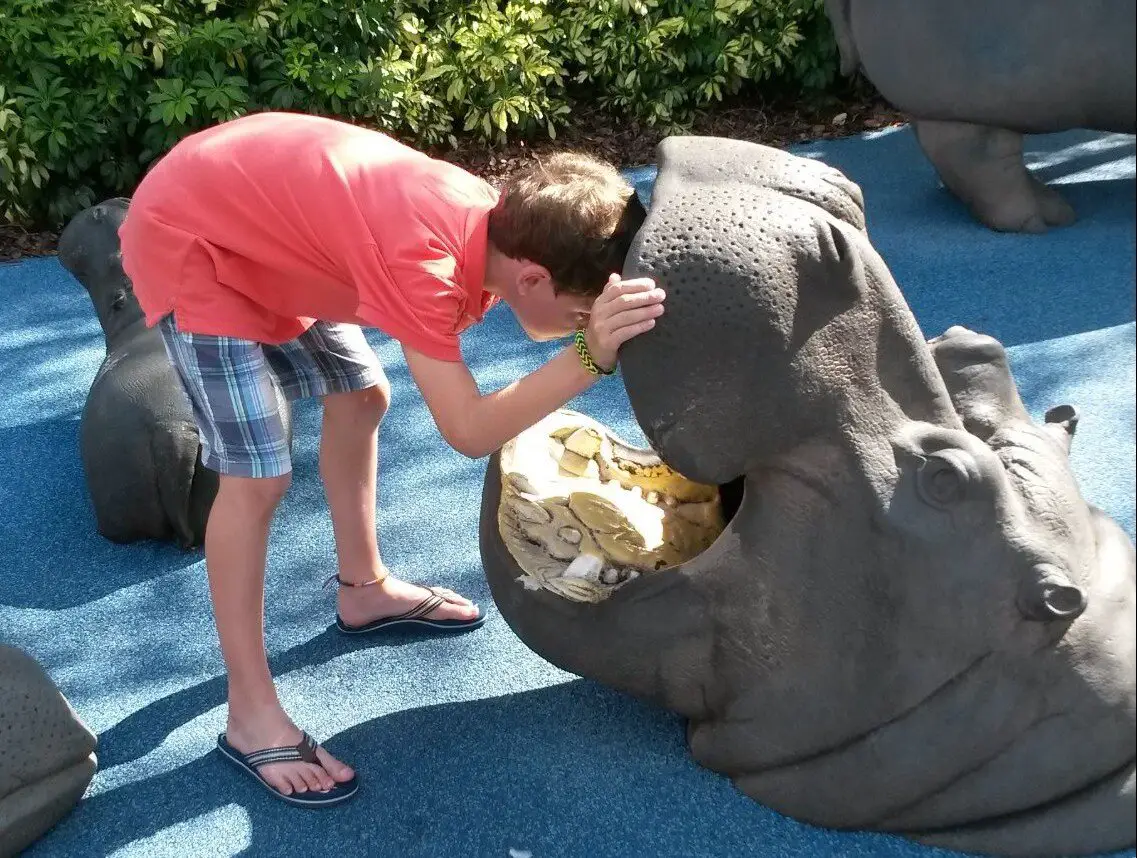 Busch Gardens Tampa Hippo