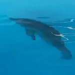 Clearwater Marine Aquarium: Ein Delfin für Hollywood!