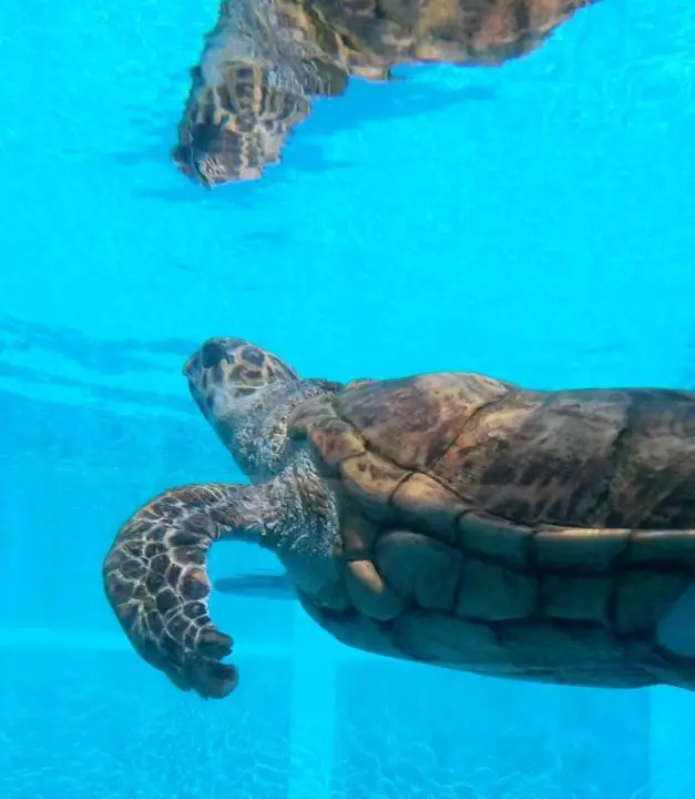Meeresschildkröte im Tierkrankenhaus des Clearwater Marine Aquariums, Florida