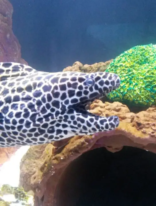 Sehr beeindruckend: die Muräne im Aquarium des Lowry Park Zoos in Tampa, Florida