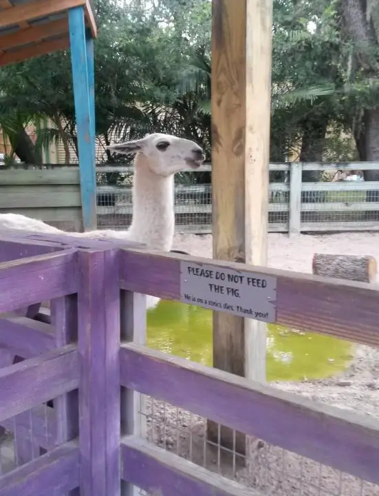Lama im Lowry Park Zoo in Tampa Florida