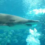 In der Unterwasser-Zauberwelt: Florida Aquarium Tampa