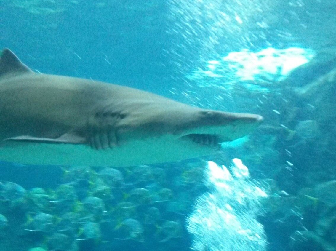 Florida Aquarium Sharks