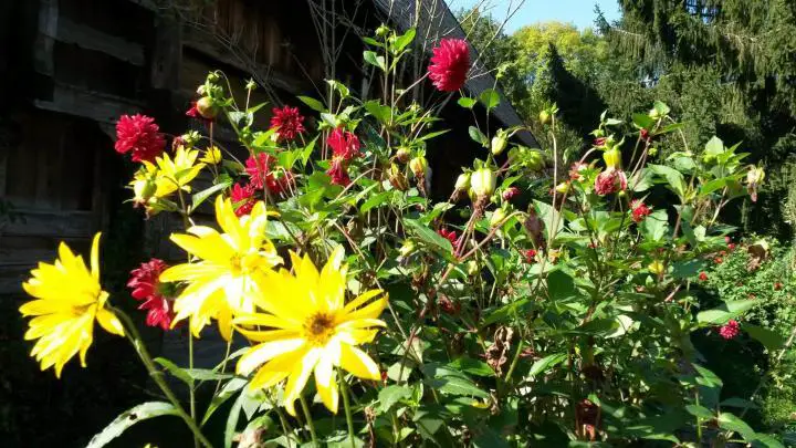 Bunte Herbstblumen, Vogtsbauernhof, Schwarzwald