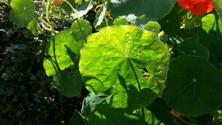 Leuchtendes Blatt auf dem Vogtsbauernhof im Schwarzwald