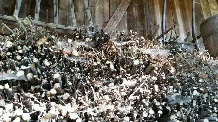 Spinnenweben auf Holzstapel, Vogtsbauernhof, Schwarzwald