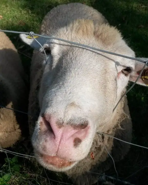 Nahaufnahme Schaf, Vogtsbauernhof, Schwarzwald