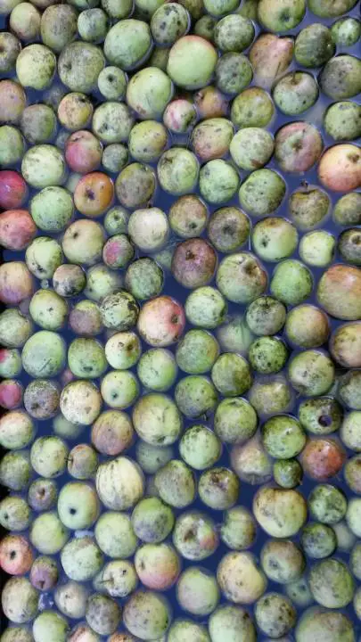 Apfel im Wasserbad, Vogtsbauernhof, Schwarzwald