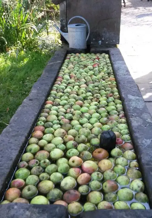 Äpfel in einem Brunnen, Vogtsbauernhof, Schwarzwald