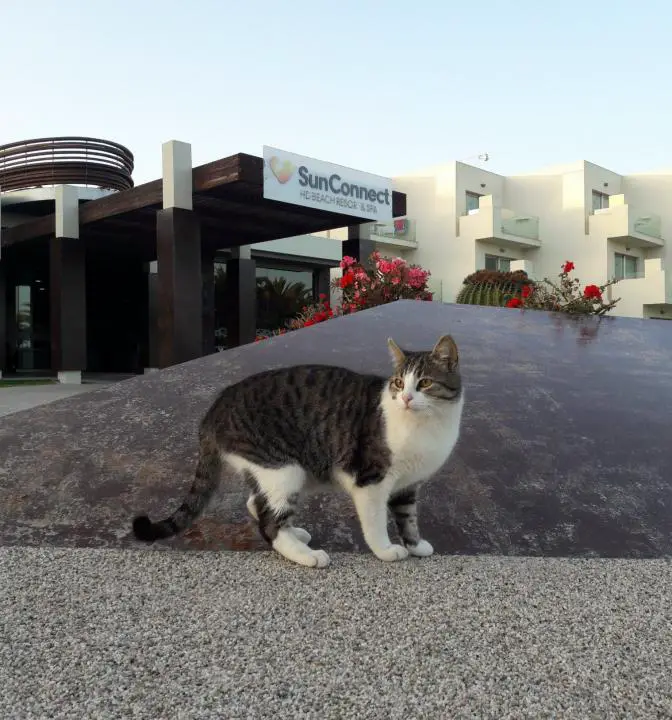 Katze vor dem SunConnect HD Beach Resort, Osterferien auf Lanzarote