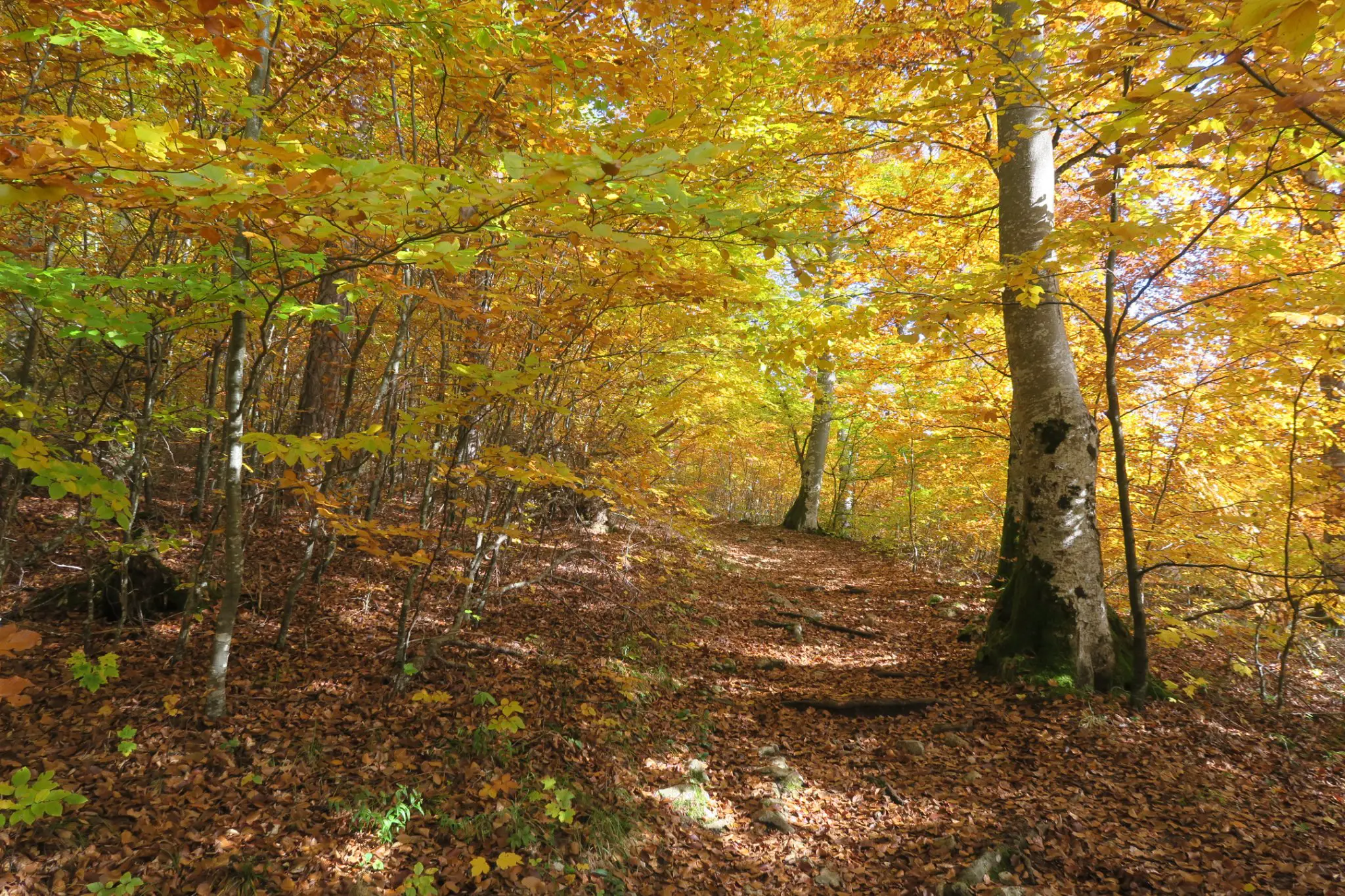 Herbstwald Schwäbische Alb