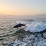 Dolphin Clearwater Florida