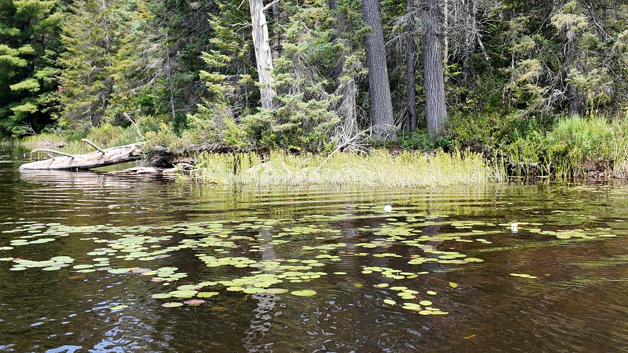 Canoe Lake Algonquin Provincial Park