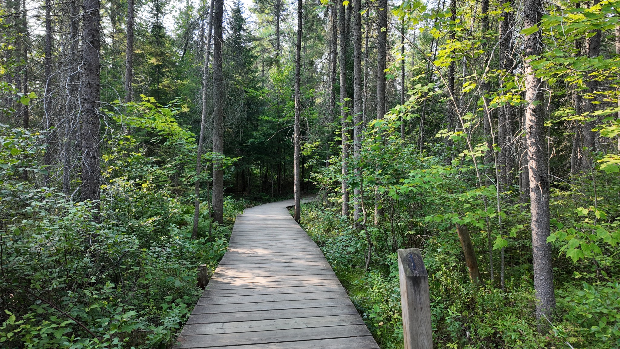 Spruce Bog Boardwalk Algonquin Provincial Park