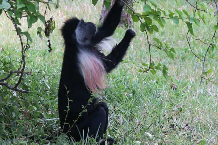 Colobus Affe auf Chale Island, Kenia mit Kindern