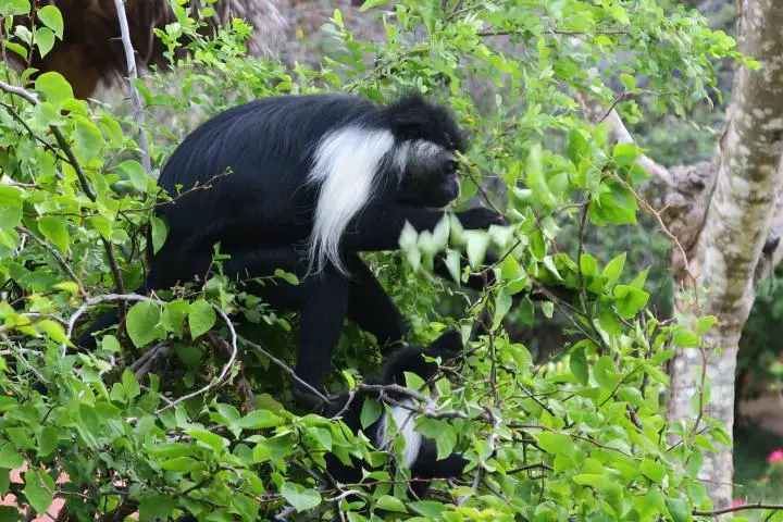 Colobus Monkeys