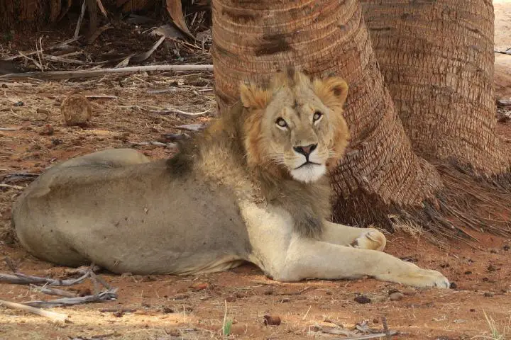 Löwe im Tsavo Ost Nationalpark, Kenia mit Kindern