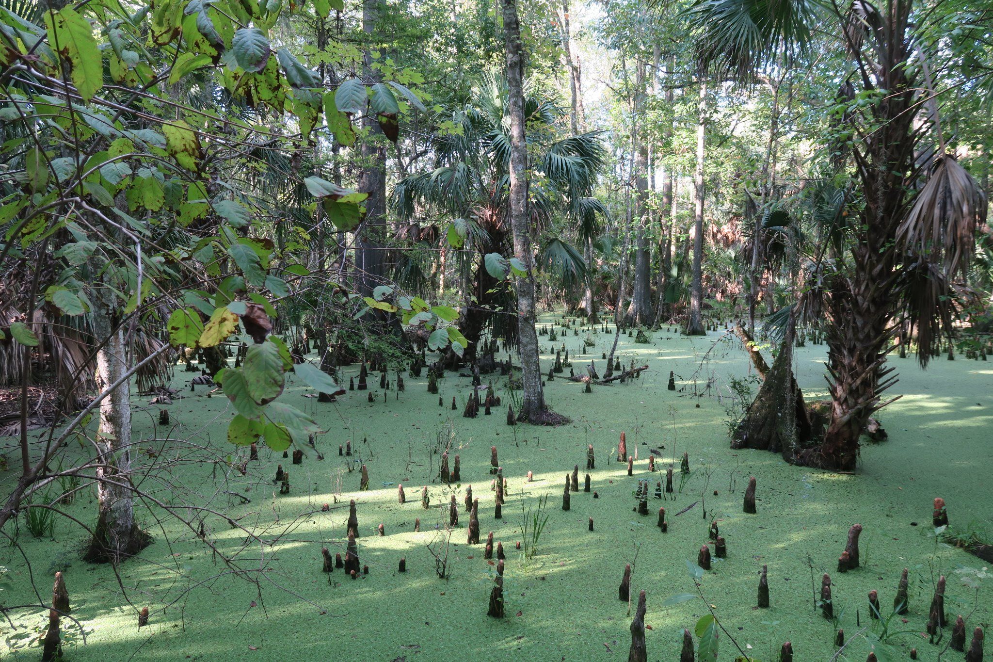 Silver Springs State Park