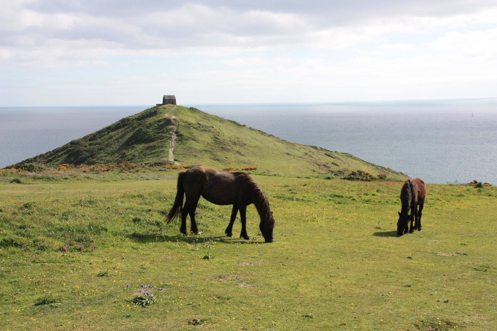 Küstenpfad mit Wildpony bei Rame Head