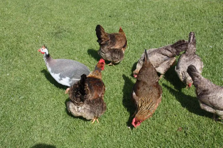 Tiere auf der Feadon Farm, Gwel an Mor, Portreath, Cornwall