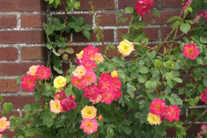 Bunte Rosen
