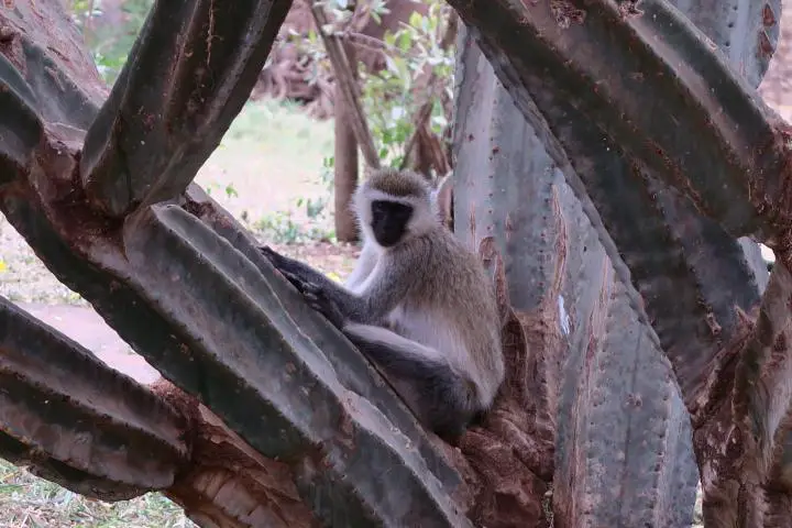 Affe in einem Hotel in Kenia