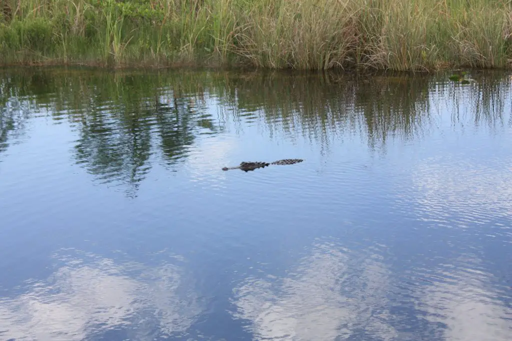 Alligator in den Everglades, Tamiami Trail, Florida