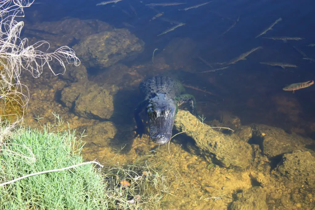 Mutige Fische ganz nahe an einem Alligator in den Everglades, Florida