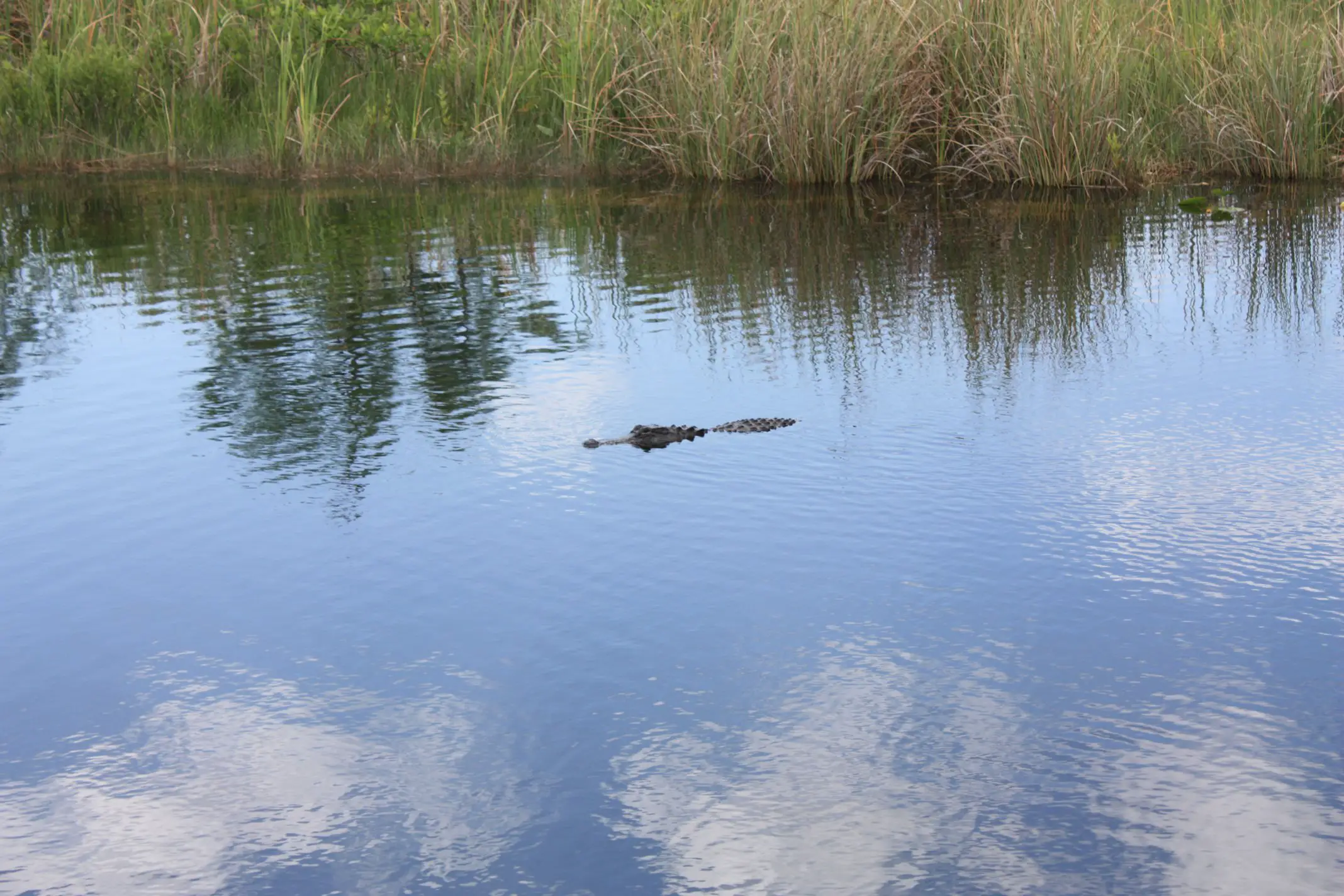 Alligator Everglades