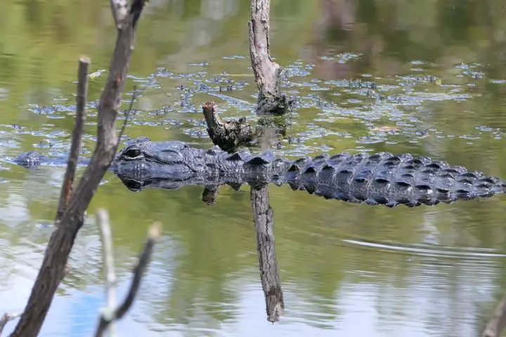 Alligator in den Everglades