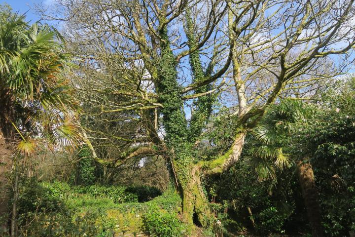 Alter Baum in Glendurgan, Cornwall