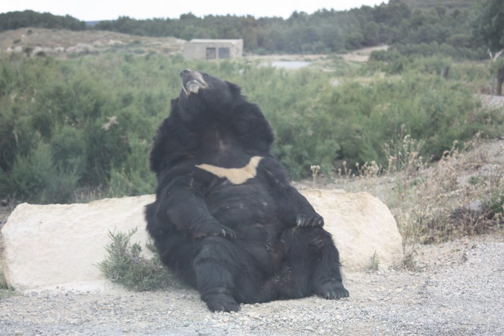 Dieser Bär hat es sich an einem Stein sitzend gemütlich gemacht. Safaripark Sigean