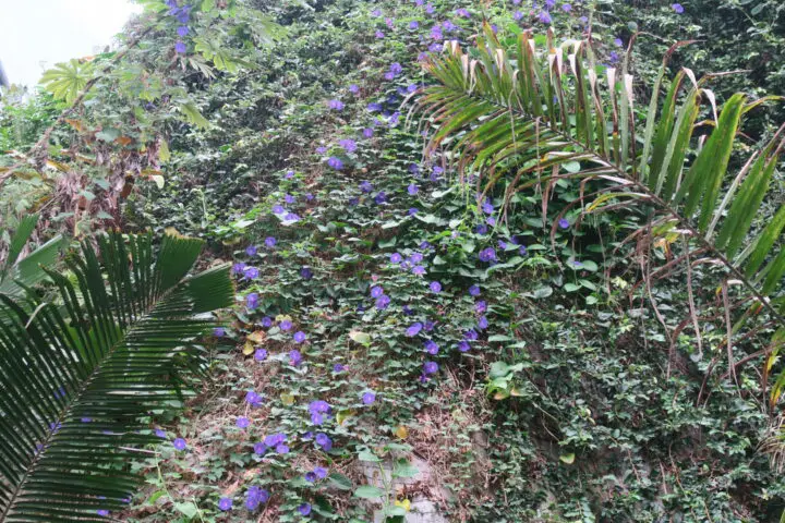 Wasserfall aus Blüten Eden Project Cornwall