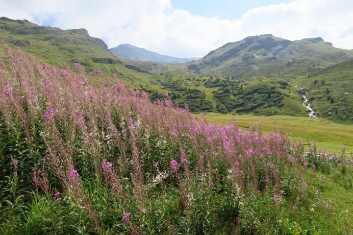 Blumen säumen den Weg auf der Alpflix