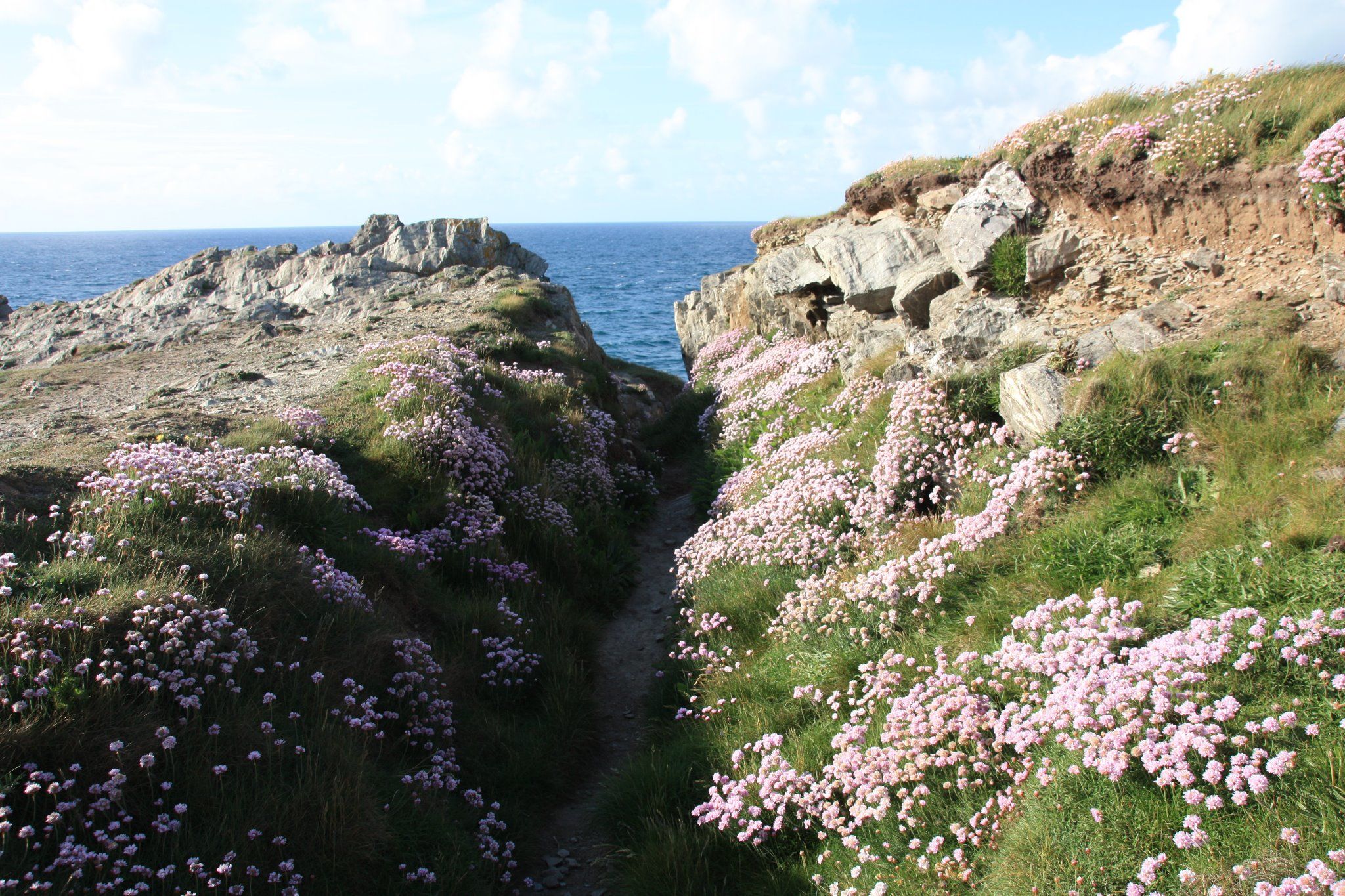 rosa blumen auf dem Coast Path