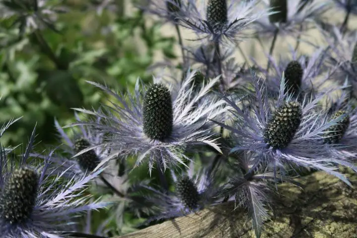 Blumenzauber auf der Alpflix, Graubünden mit Kindern