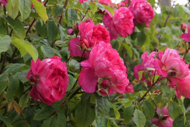Pinkfarbene Rosen in Bowood House