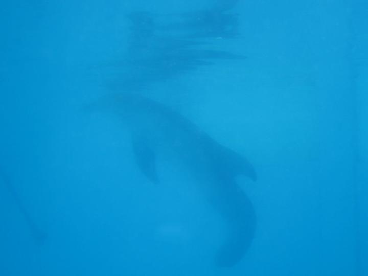 Delfin Winter im Clearwater Marine Aquarium in Clearwater, Florida