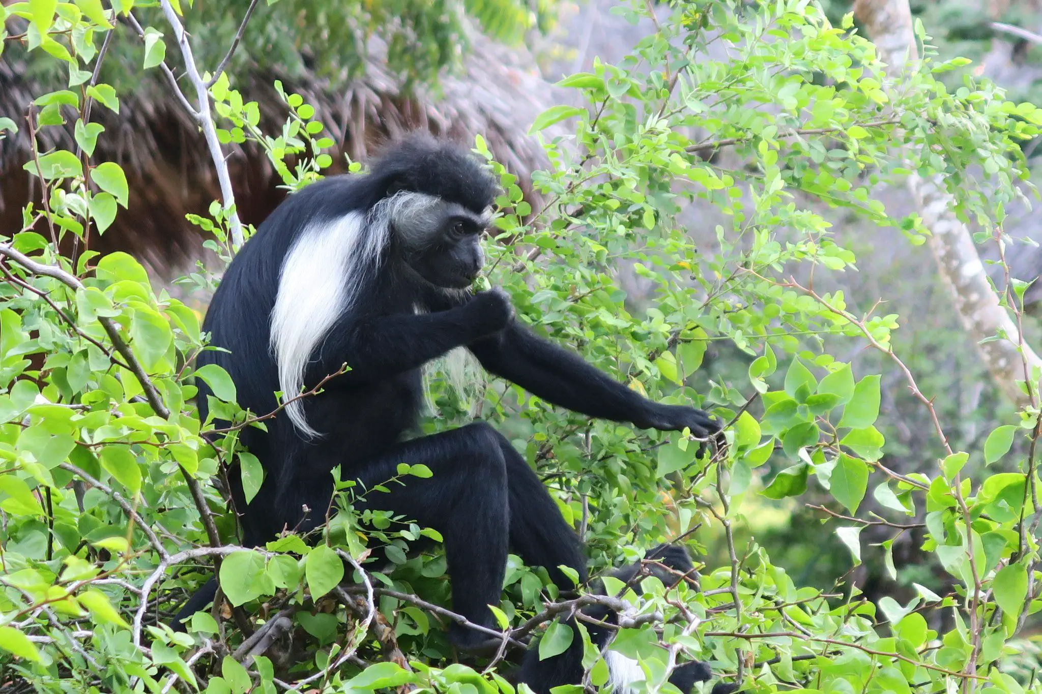 Colobus Monkey in Kenia
